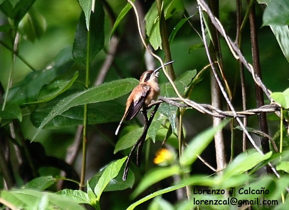 Пестрогорлый колибри-отшельник - ML313151591