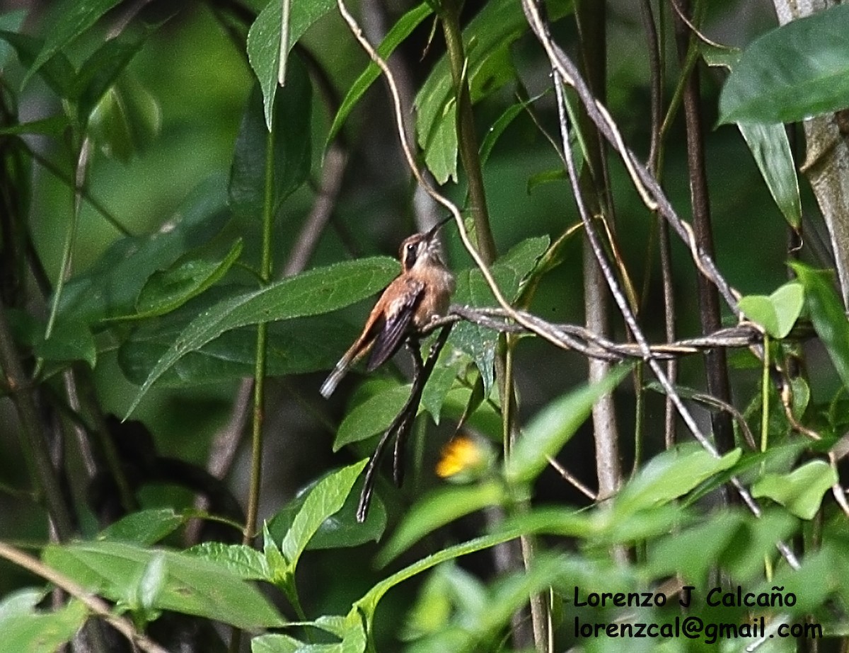 Пестрогорлый колибри-отшельник - ML313151631