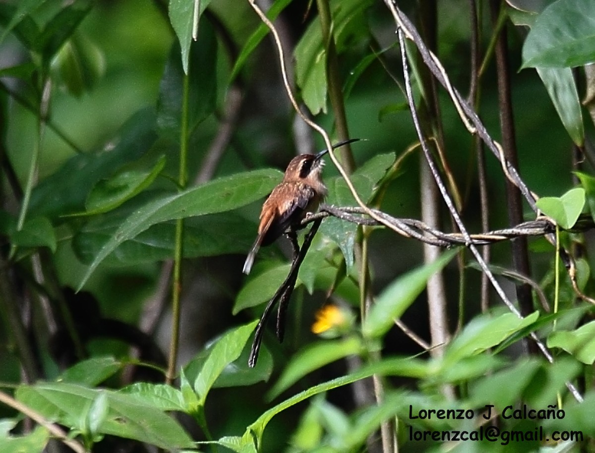Пестрогорлый колибри-отшельник - ML313151671