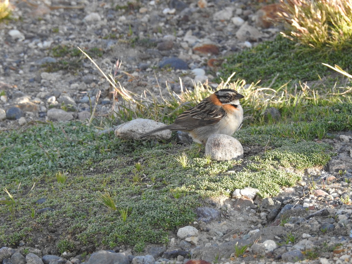 Rufous-collared Sparrow - ML313152481