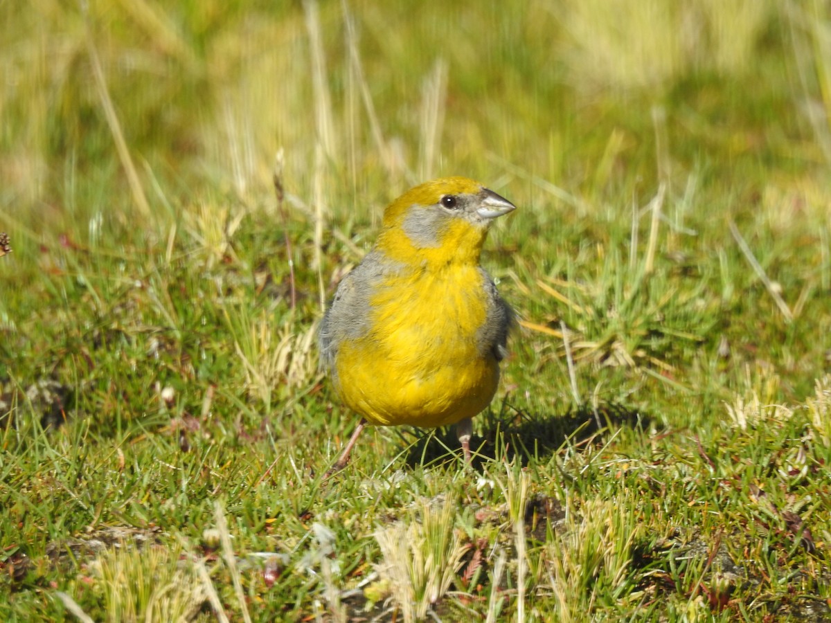 Bright-rumped Yellow-Finch - Jhonson Klever Vizcarra Romero