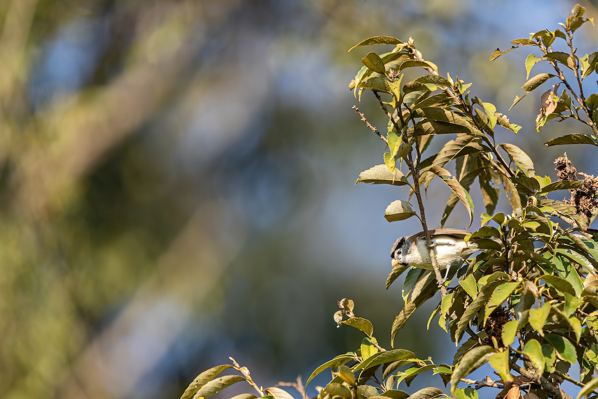 Gray-headed Parrotbill - Jun Yang