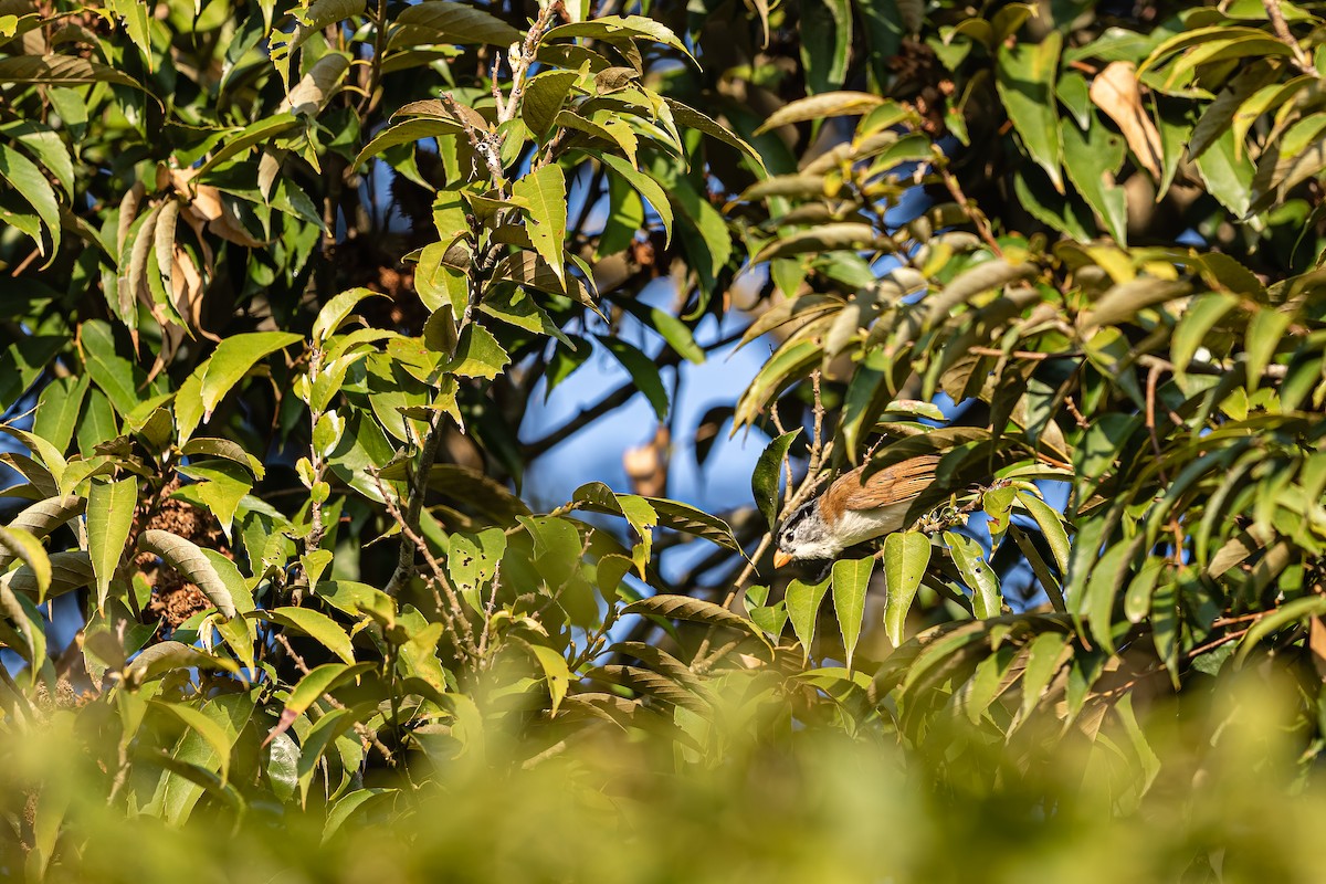 Gray-headed Parrotbill - Jun Yang