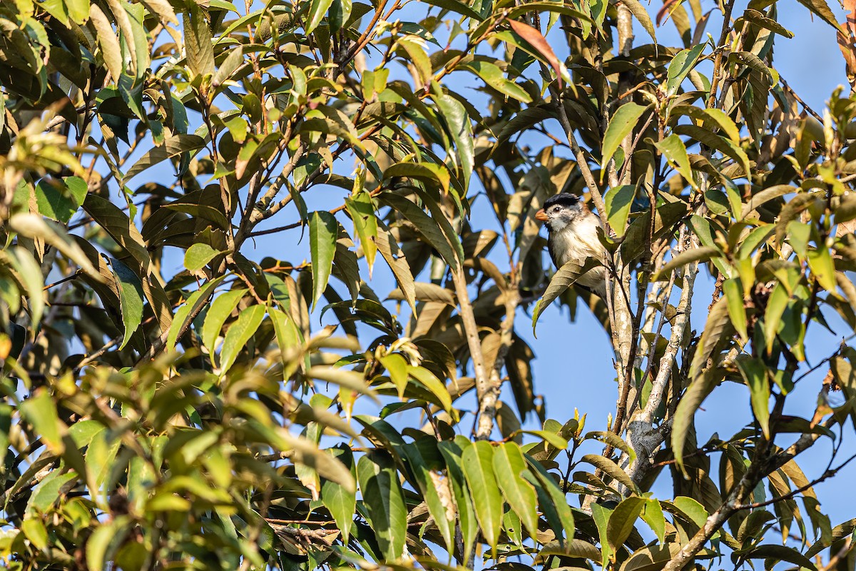 Gray-headed Parrotbill - ML313153981