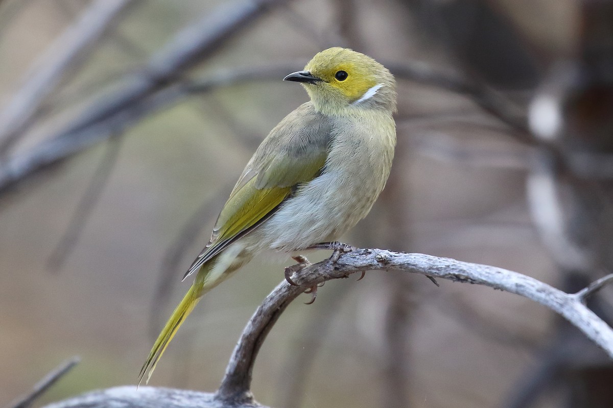 White-plumed Honeyeater - ML313154911