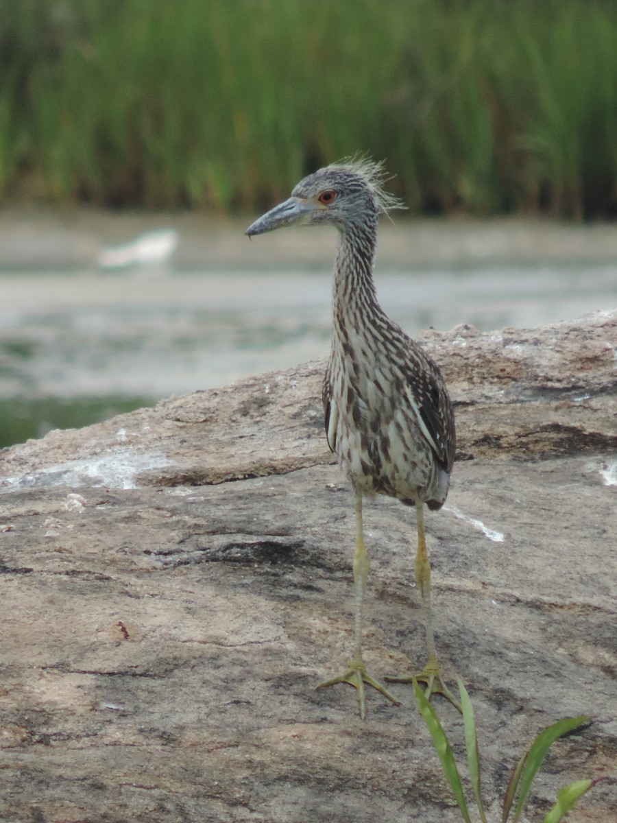 シラガゴイ - ML31315521