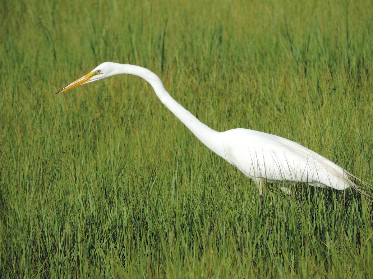 Great Egret - ML31315591