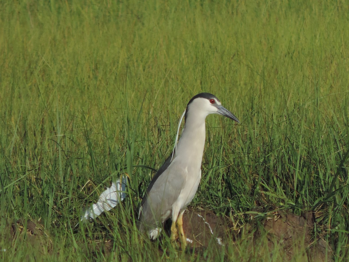 Black-crowned Night Heron - ML31315601