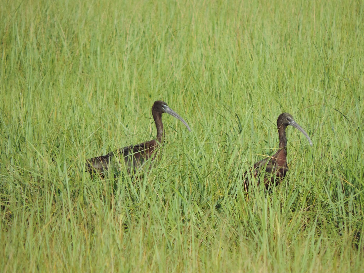 ブロンズトキ - ML31315611