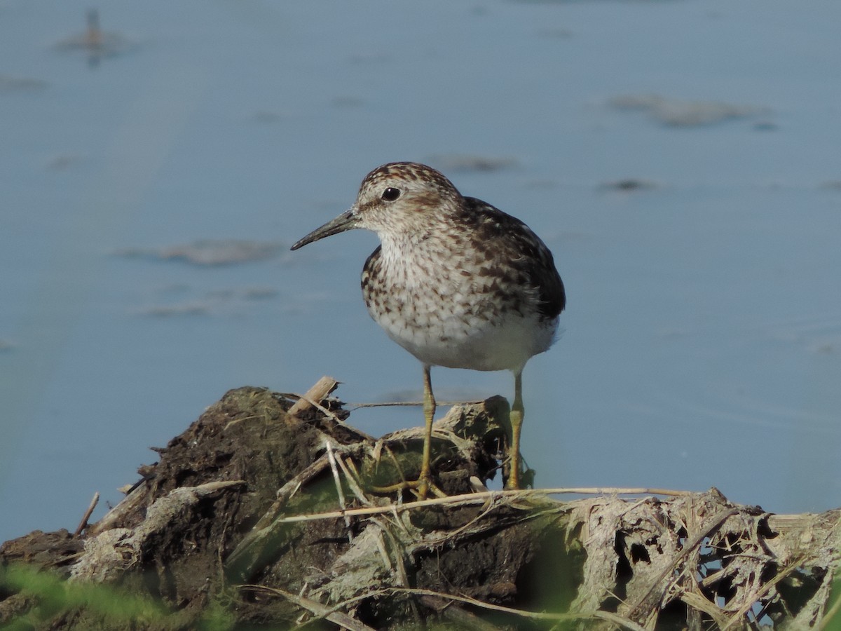 アメリカヒバリシギ - ML31315621