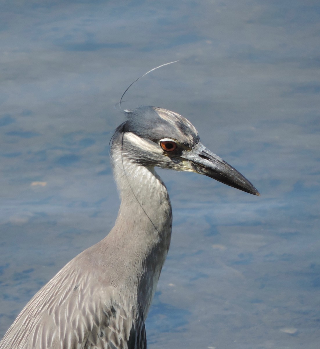シラガゴイ - ML31315651