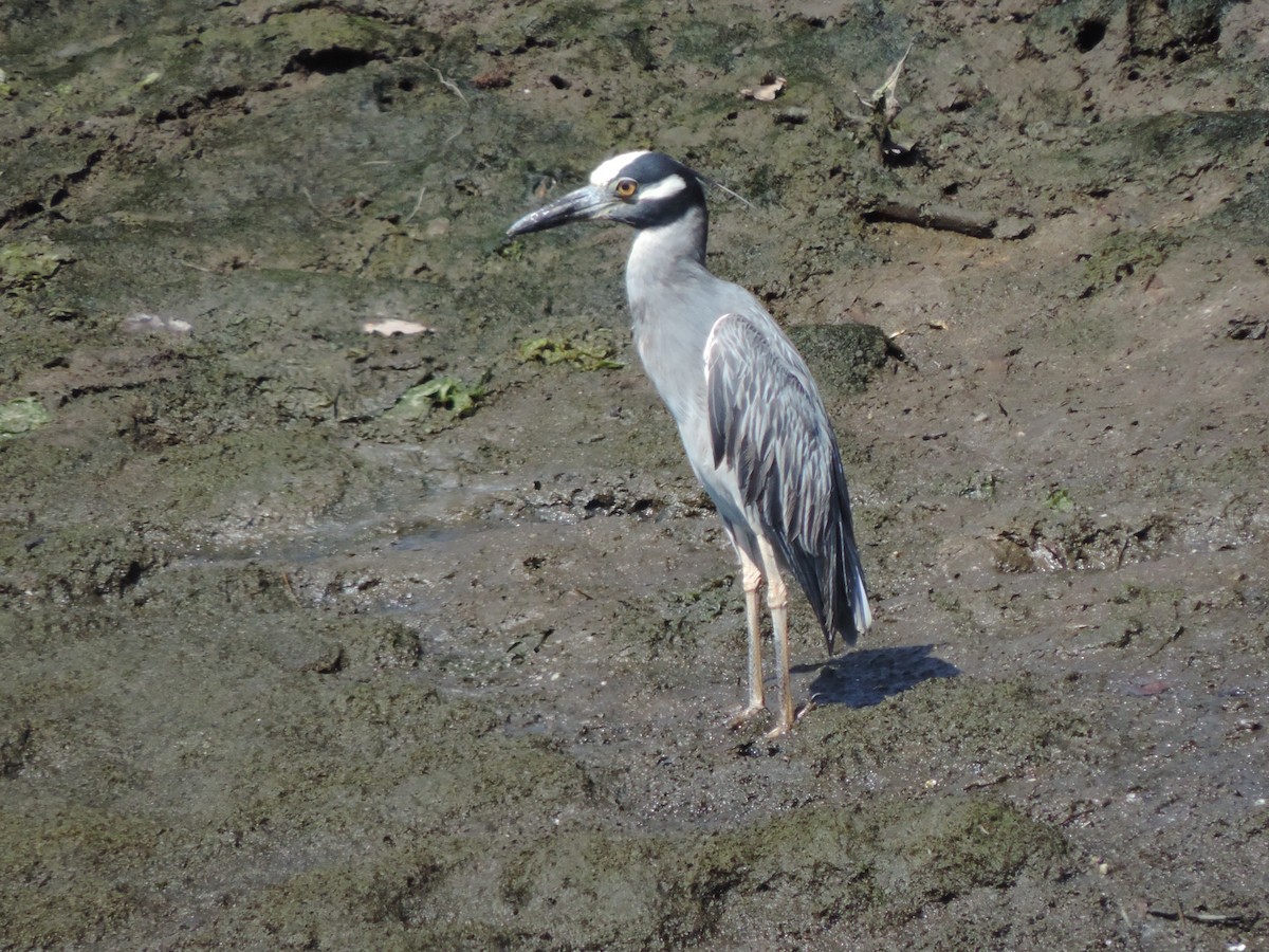 シラガゴイ - ML31315661