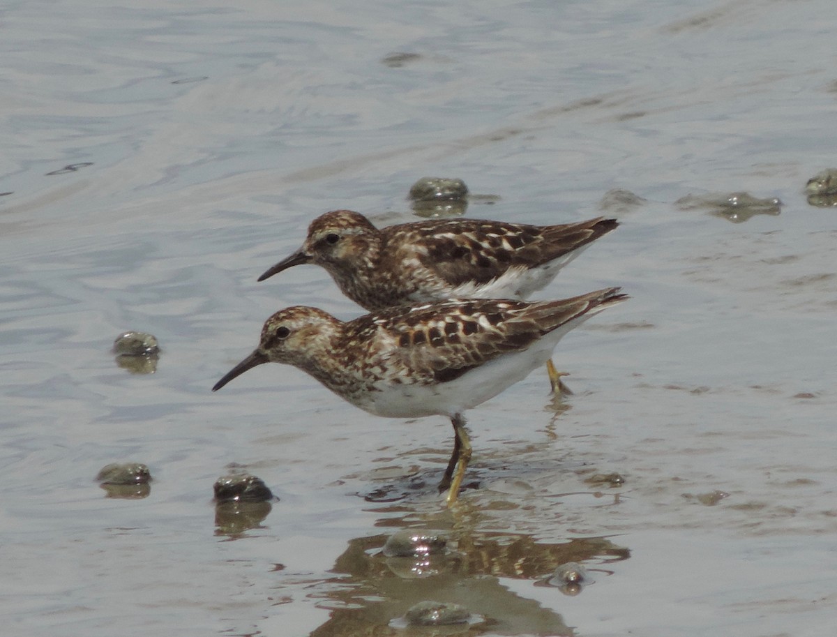 Least Sandpiper - ML31315671