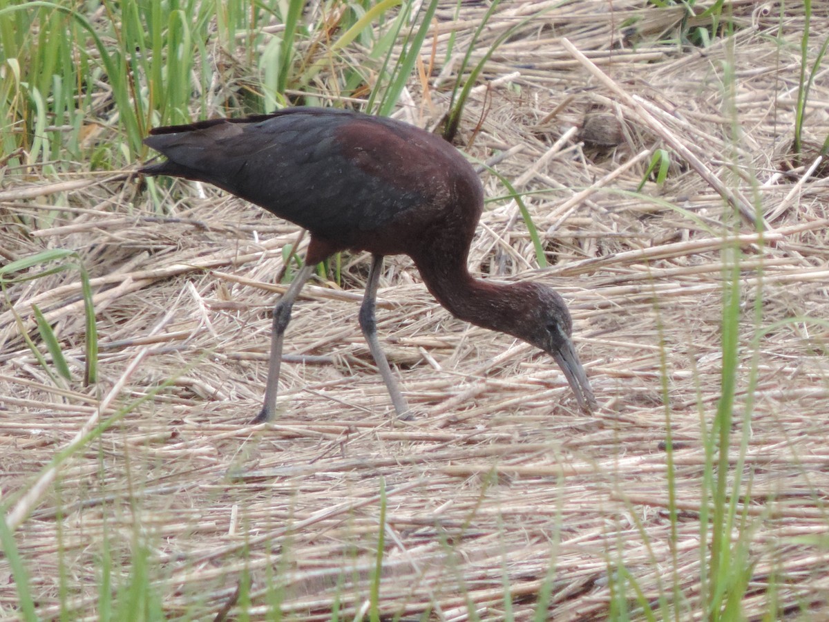 Glossy Ibis - ML31315681