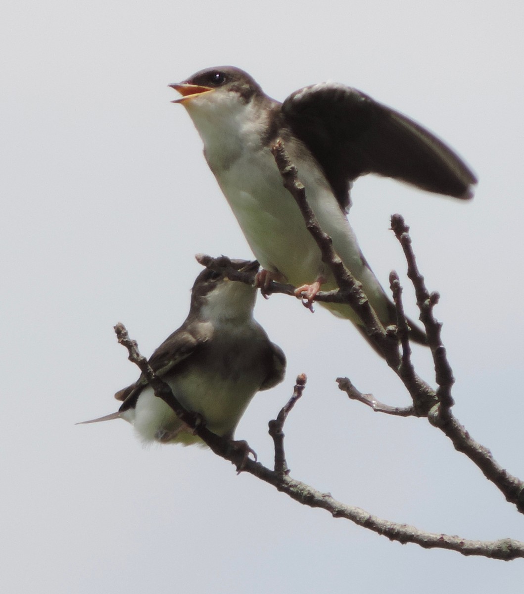 ミドリツバメ - ML31315691