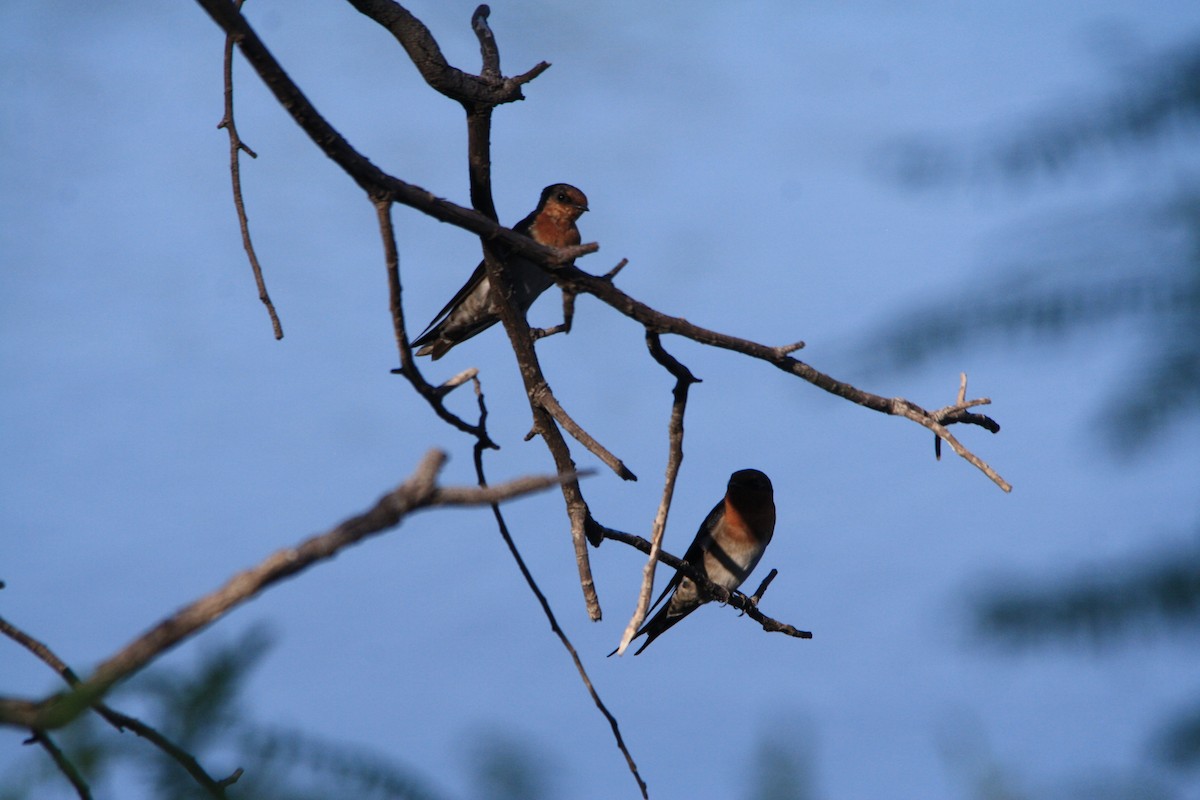 Golondrina Australiana - ML313157431