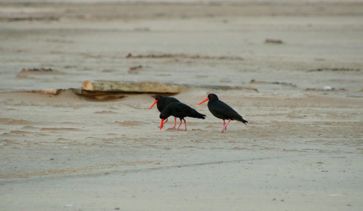 Variable Oystercatcher - ML313160161