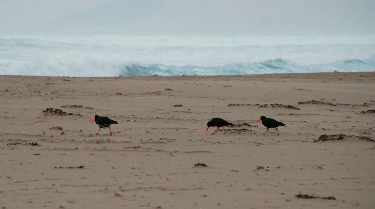 Variable Oystercatcher - ML313160181