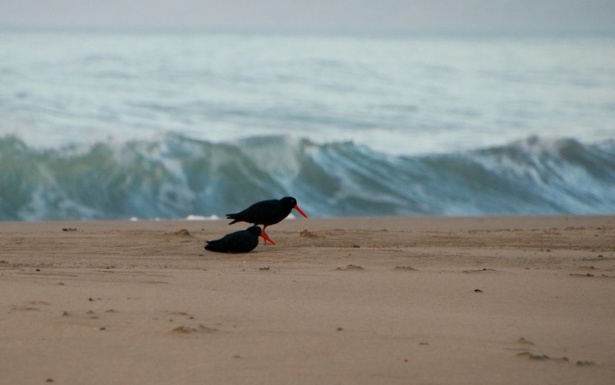 Variable Oystercatcher - ML313160191