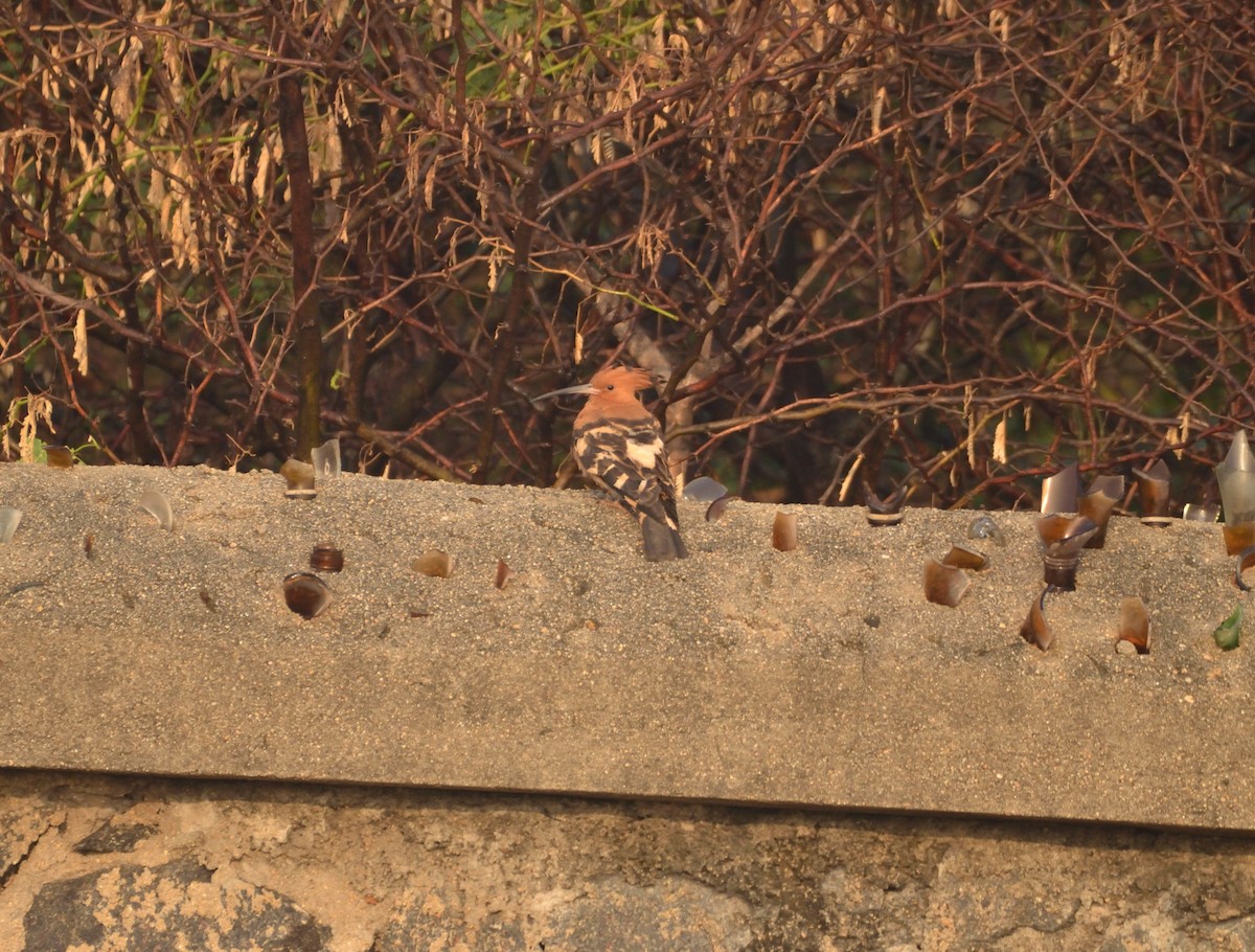 Eurasian Hoopoe - ML313160591