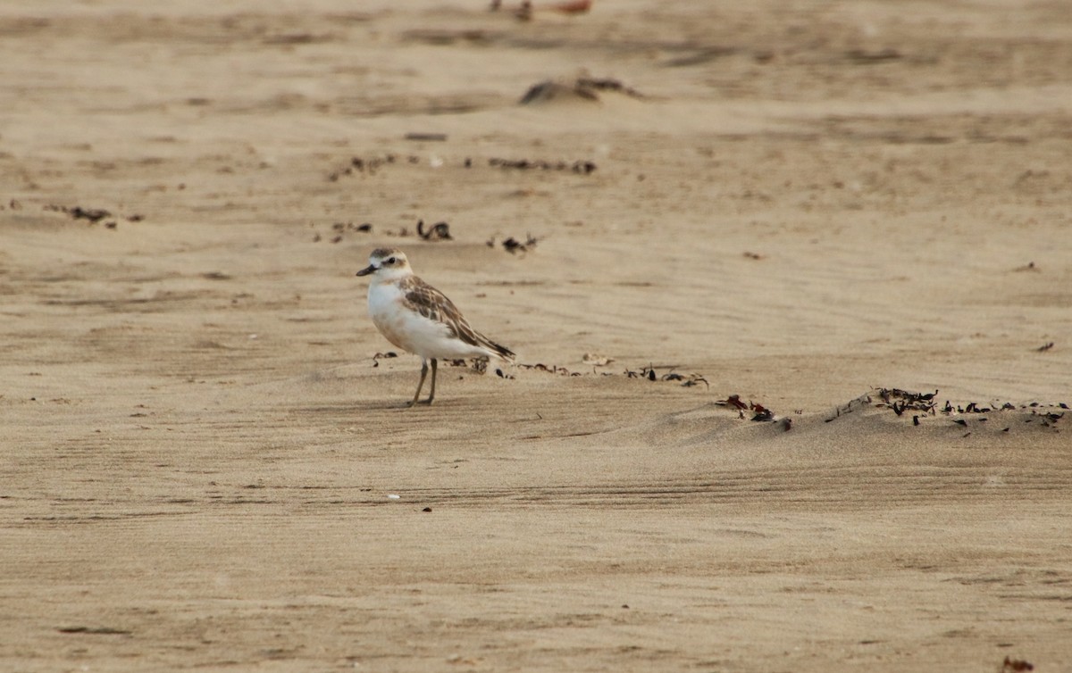 Red-breasted Dotterel - ML313161051