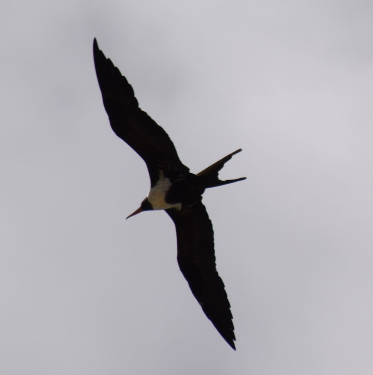 Lesser Frigatebird - Brian Deans