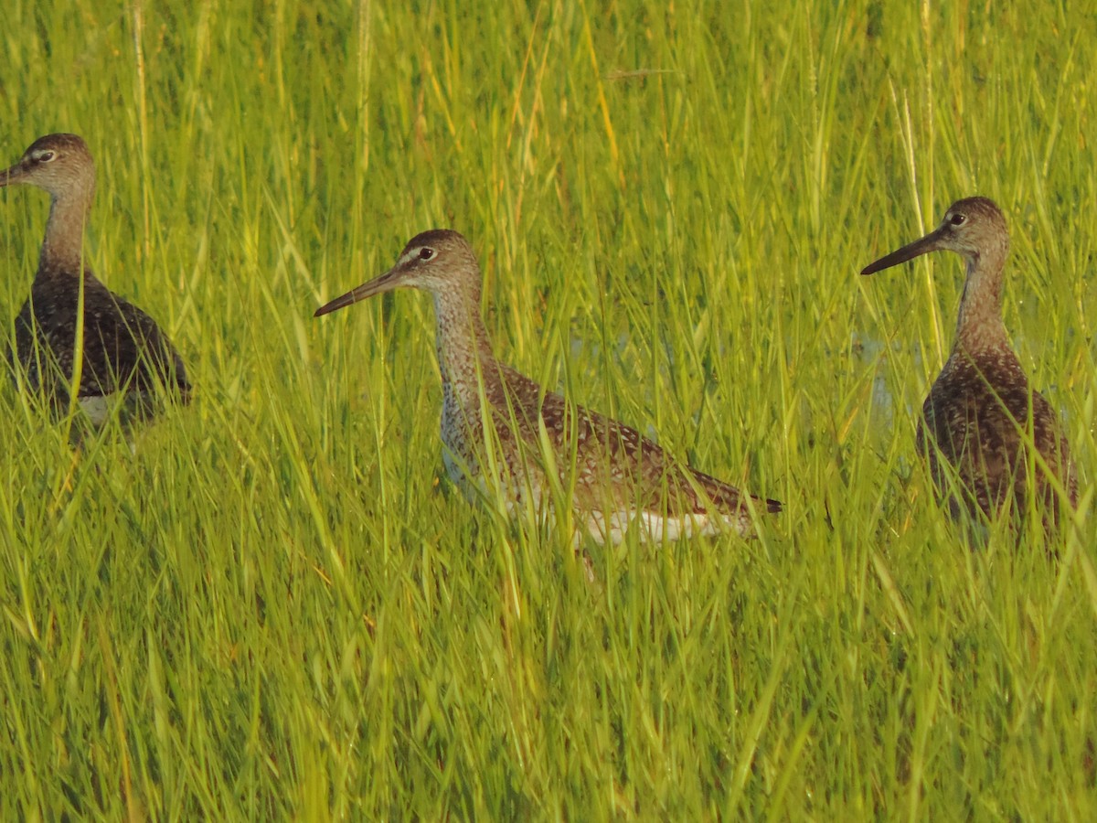 ハジロオオシギ - ML31316201