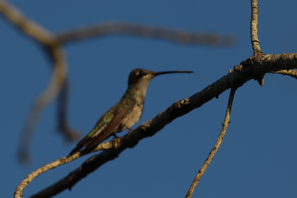 Blue-tufted Starthroat - Bennett Hennessey