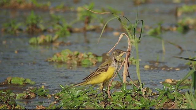 Western Yellow Wagtail (feldegg) - ML313165171