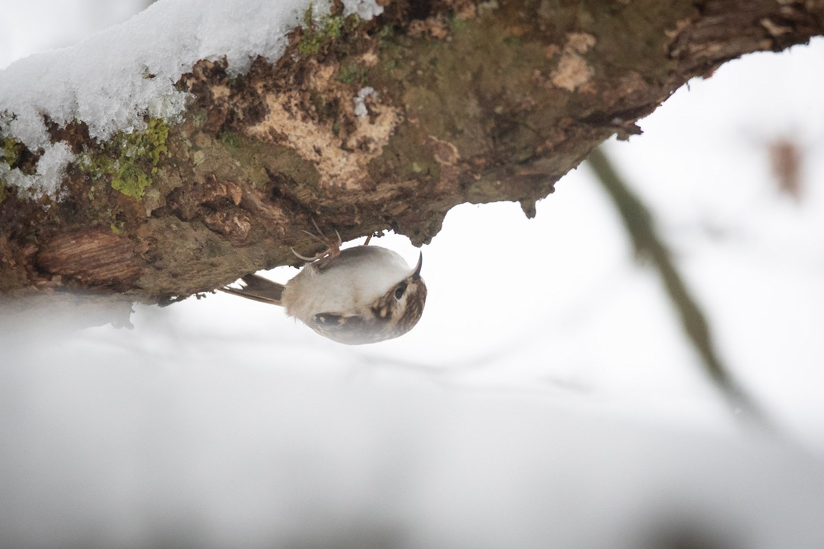 Eurasian Treecreeper - ML313165181