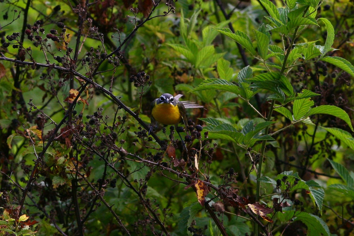 Yellow-breasted Chat - Jacob Flynn