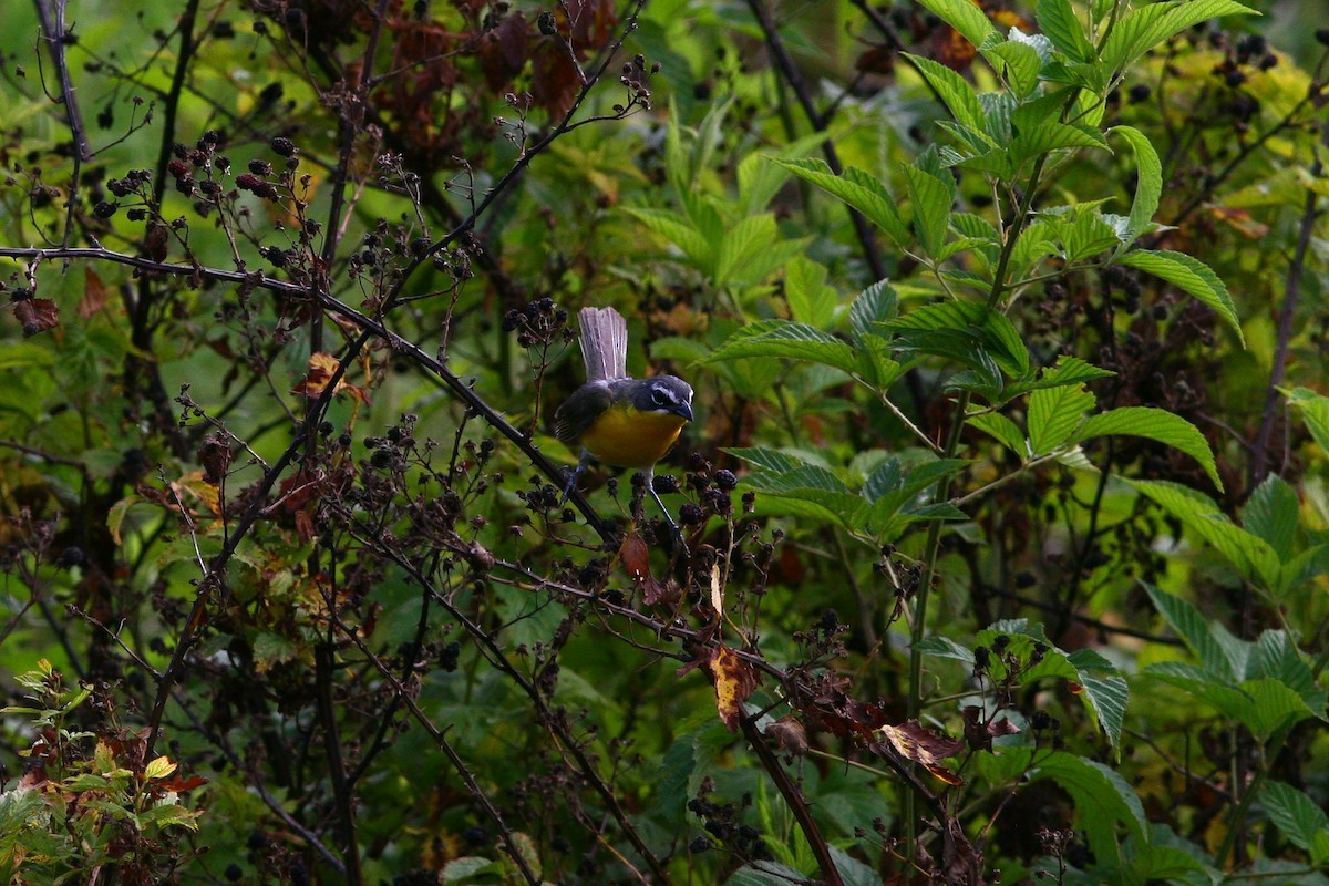 Yellow-breasted Chat - Jacob Flynn