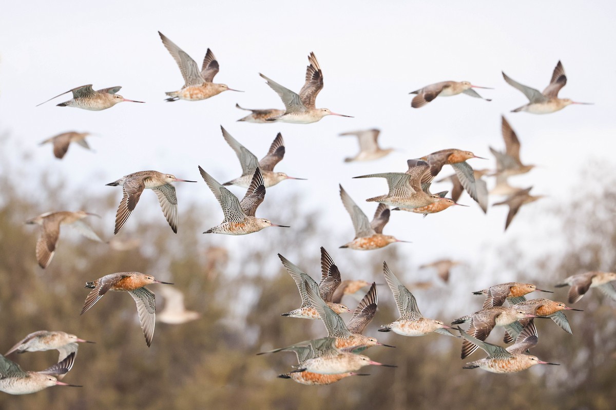 Bar-tailed Godwit - Ged Tranter