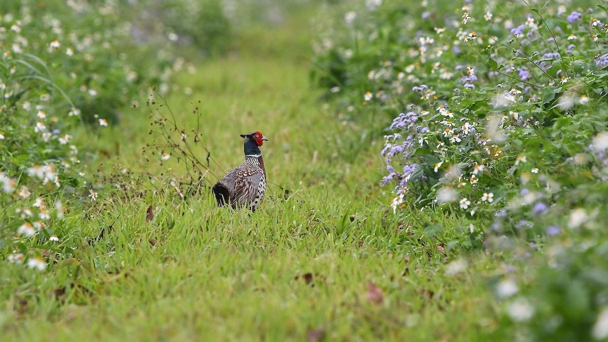 Ring-necked Pheasant - Blake Wen