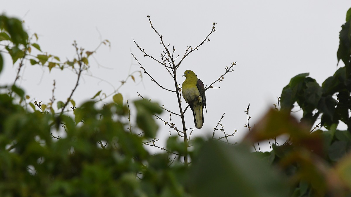 White-bellied Green-Pigeon - ML313168461