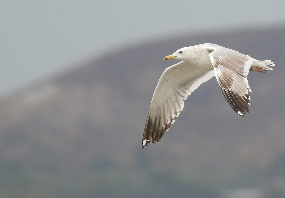 Herring Gull (Mongolian) - Bart De Schutter