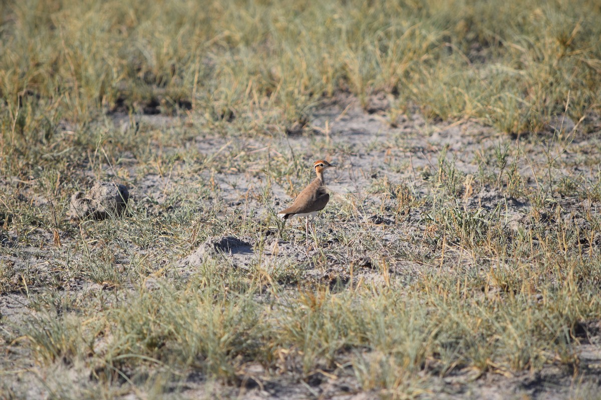 Temminck's Courser - ML313168851