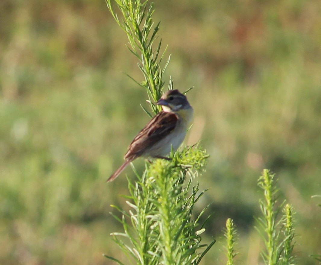 Dickcissel - Jessie  Brantwein