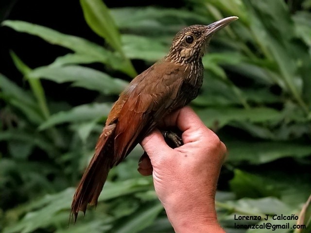 Black-banded Woodcreeper - ML313169061