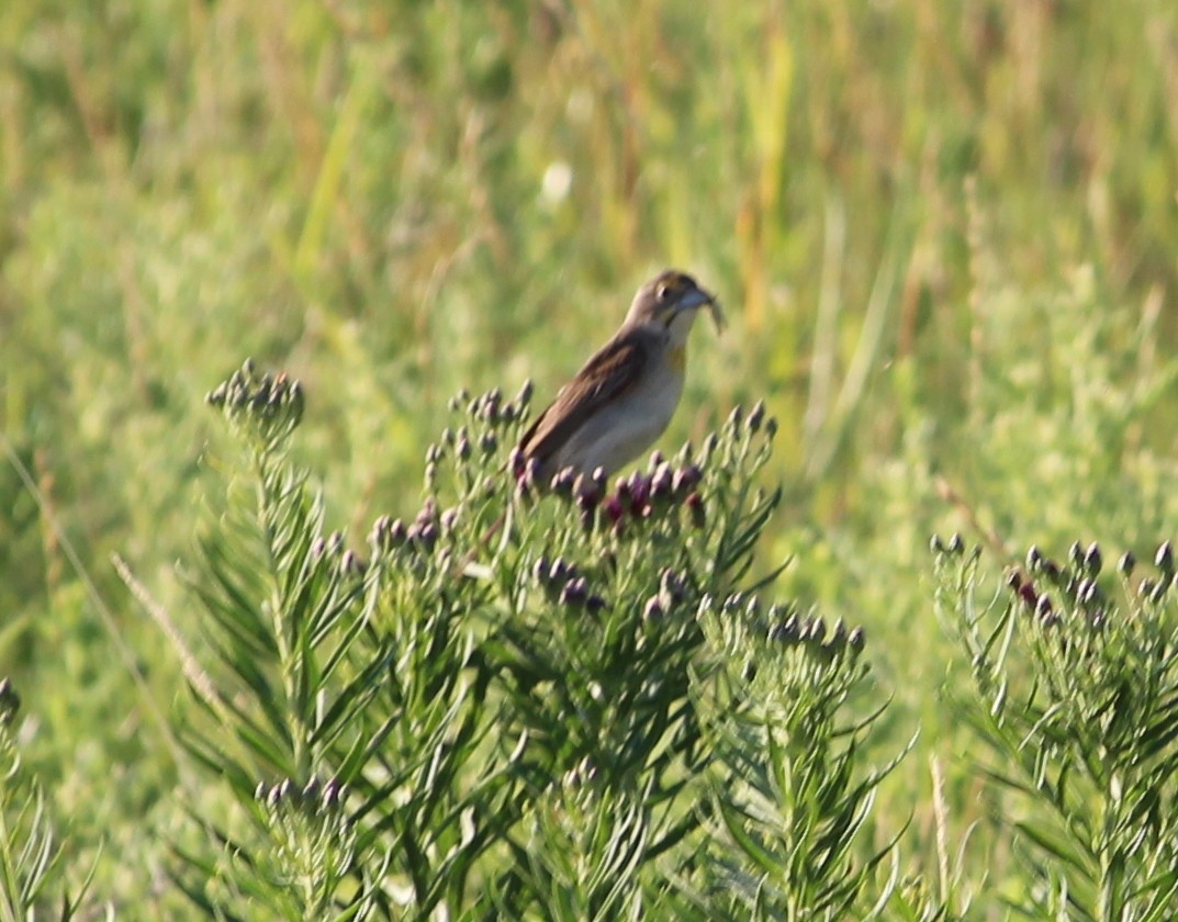 Dickcissel - ML31316911