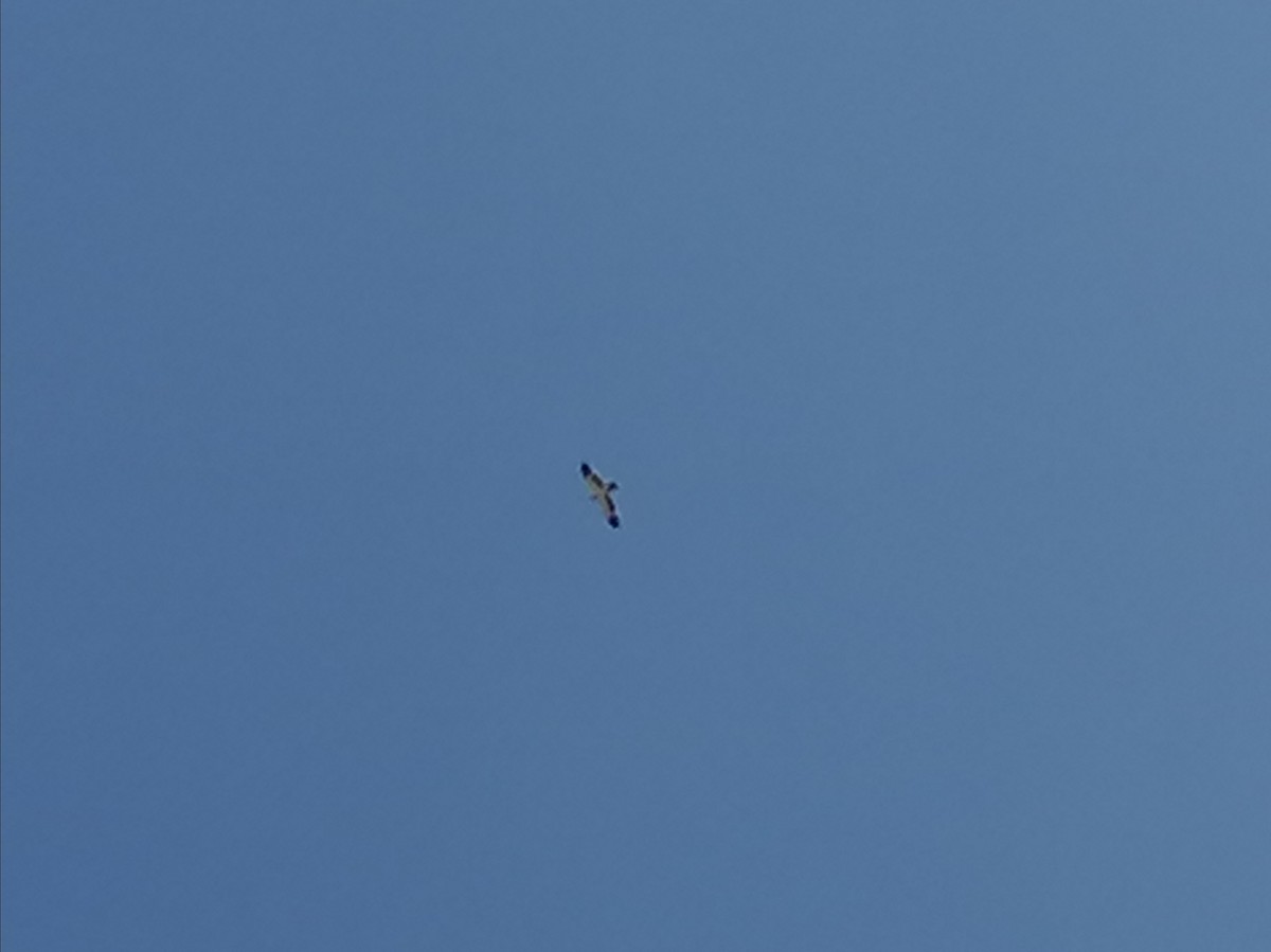 Arrano txikia - ML313169191