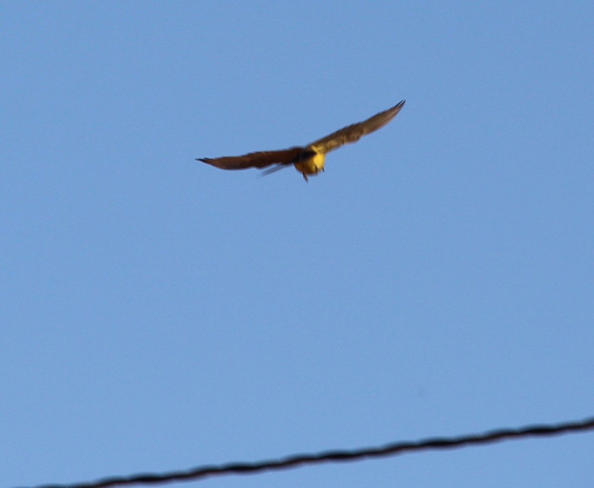 Western Kingbird - ML31317061