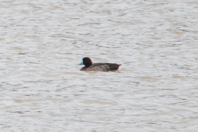 Greater Scaup - ML313170631