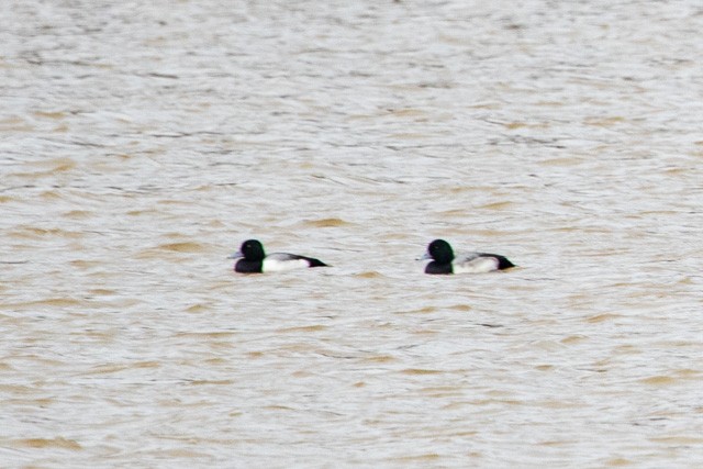 Greater Scaup - ML313170641
