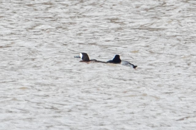 Greater Scaup - ML313170791