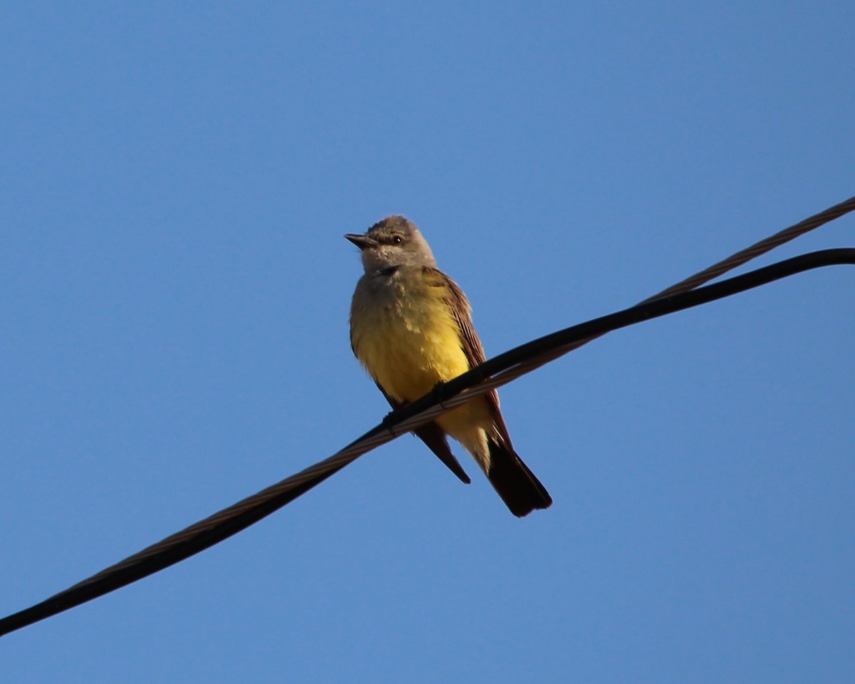 Western Kingbird - Jessie  Brantwein