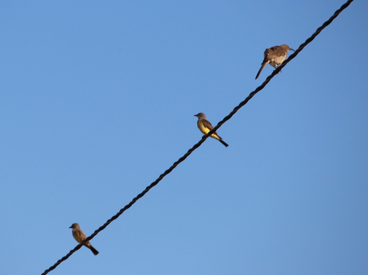 Western Kingbird - ML31317101