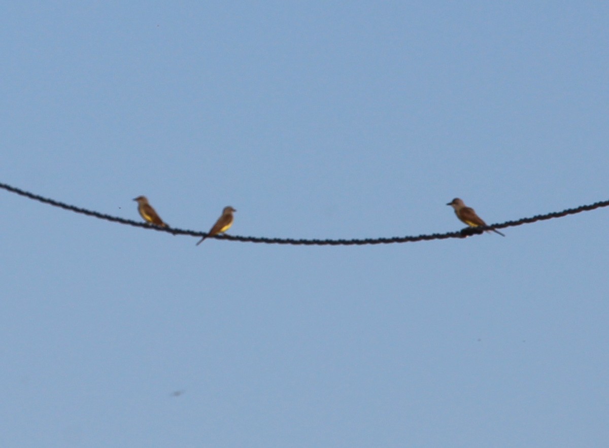 Western Kingbird - ML31317151