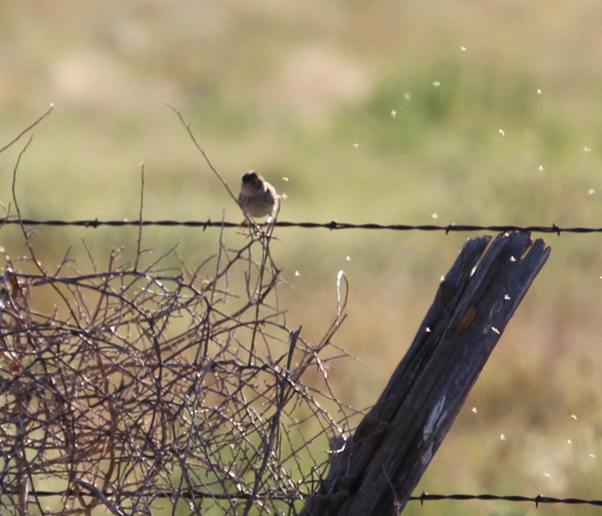 Grasshopper Sparrow - ML31317331