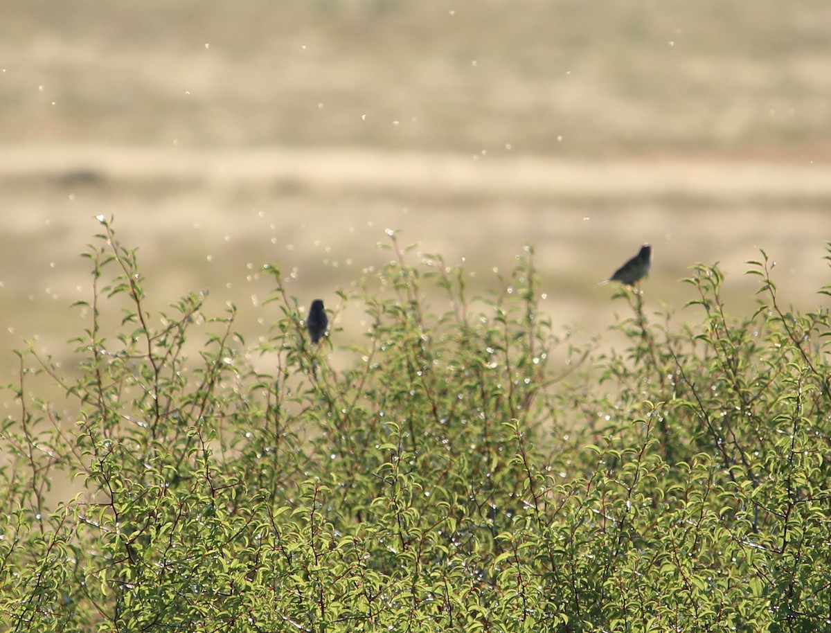 Grasshopper Sparrow - ML31317371